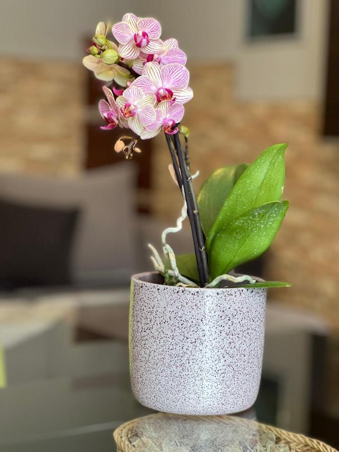 Dorina Wellness Apartman Siófok Exteriör bild
